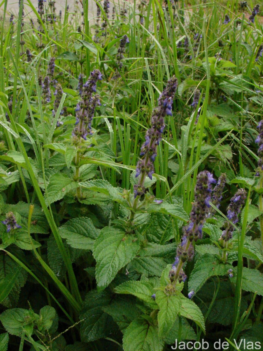 Coleus lanuginosus Hochst. ex Benth.(Hochst. ex Benth.) Agnew